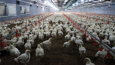 1761276657920418.jpg 圣農(nóng).jpg